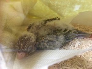 アキクサインコのルビノーと ウロコインコのパイナップルを飼い始めました ワクドキ東京