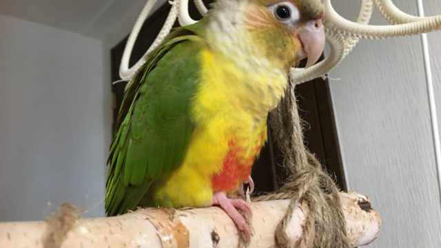 アキクサインコ ウロコインコ ワクドキ東京