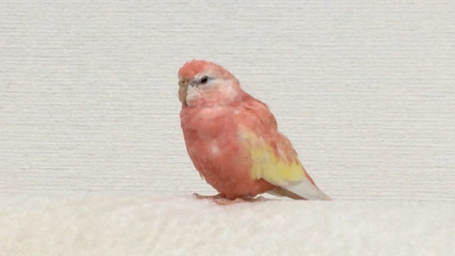 アキクサインコのルビノーと ウロコインコのパイナップルを飼い始めました ワクドキ東京 アキクサインコのルビノーと ウロコインコのパイナップルを飼い始めました ワクドキ東京