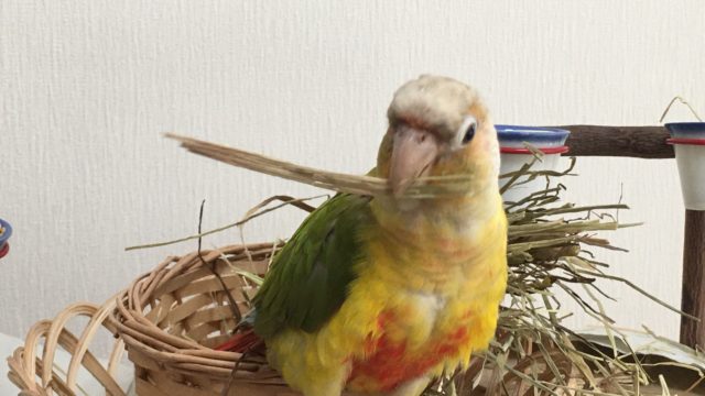 アキクサインコ ウロコインコ ワクドキ東京